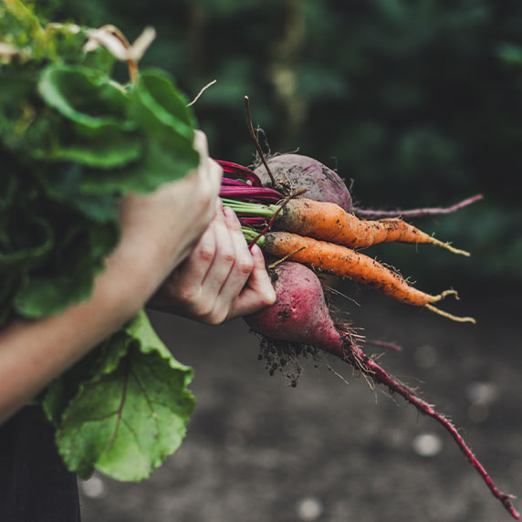 young person holding homegrown carrots and beetroot